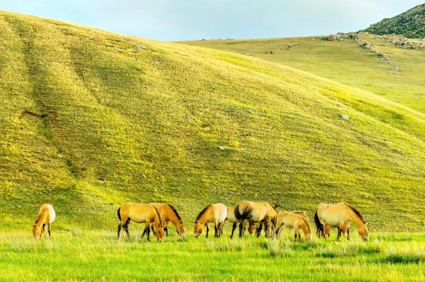 Hustai National Park