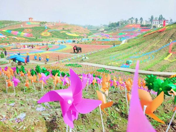 Million Roses Dream Garden