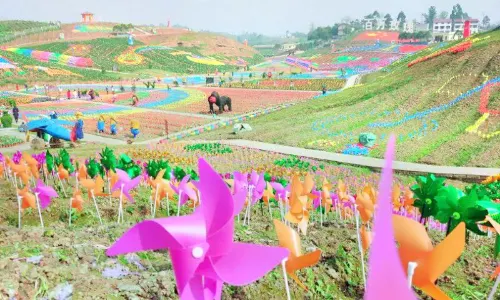 Million Roses Dream Garden