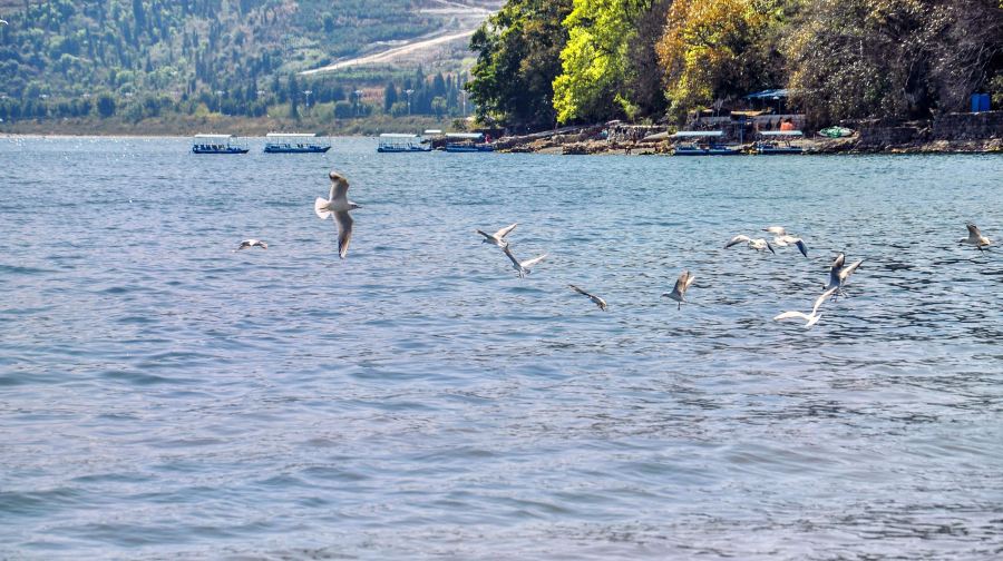昆明出發撫仙湖導遊，多語種導遊，一對一講解，拍照，親子遊