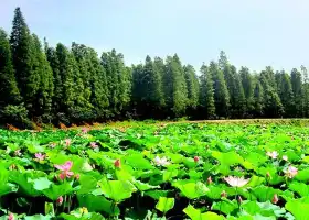 Qingshui Pool Tourist Resort