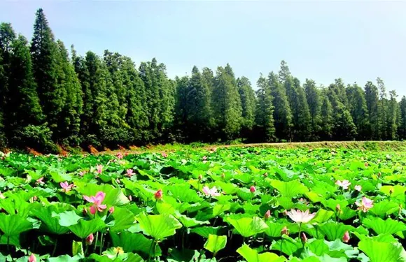 清水潭旅遊度假區門票成人