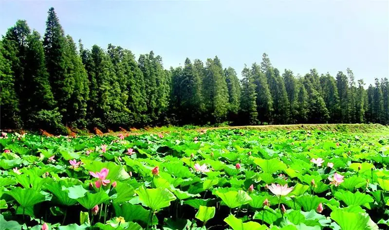 清水潭旅遊度假區