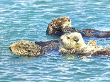 Monterey Bay National Marine Sanctuary Exploration Center Các khách sạn ở Santa Cruz