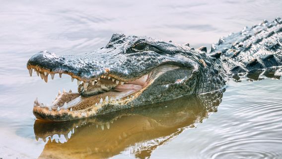 Paynes Prairie Preserve State Park