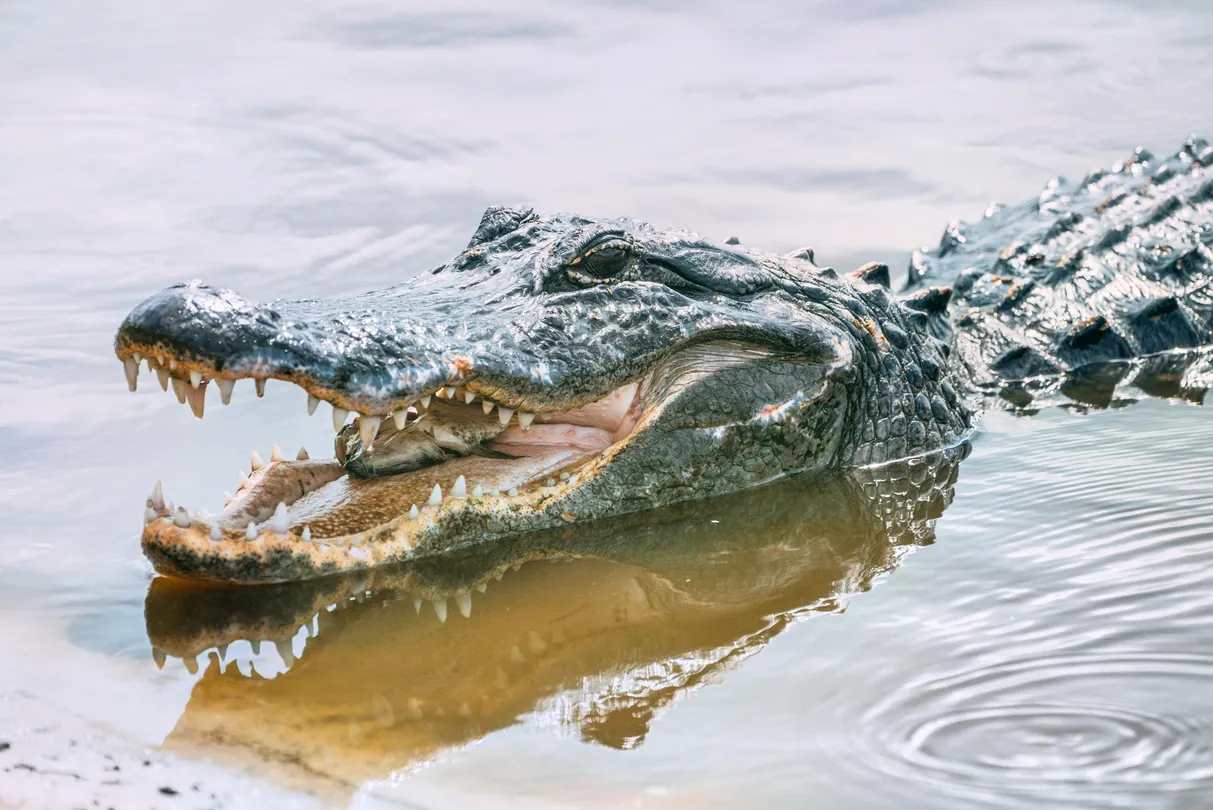 1_Paynes Prairie Preserve State Park