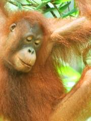 Semenggoh Wildlife Center, Kuching, Sarawak.