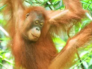 Semenggoh Wildlife Center, Kuching, Sarawak.