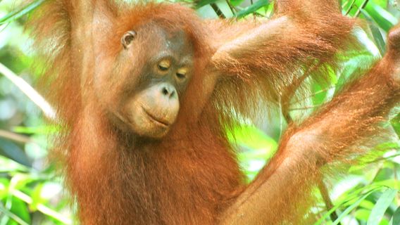 Semenggoh Wildlife Centre