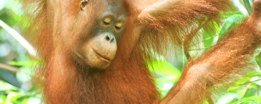 Semenggoh Wildlife Centre