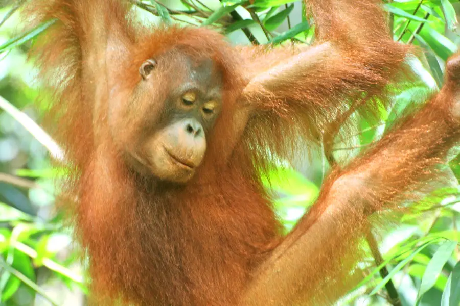 Semenggoh Wildlife Center, Kuching, Sarawak.