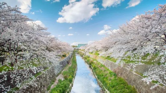 山崎川四季の道