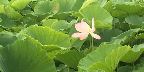 湘味軒生態餐廳(丹鳳縣店)