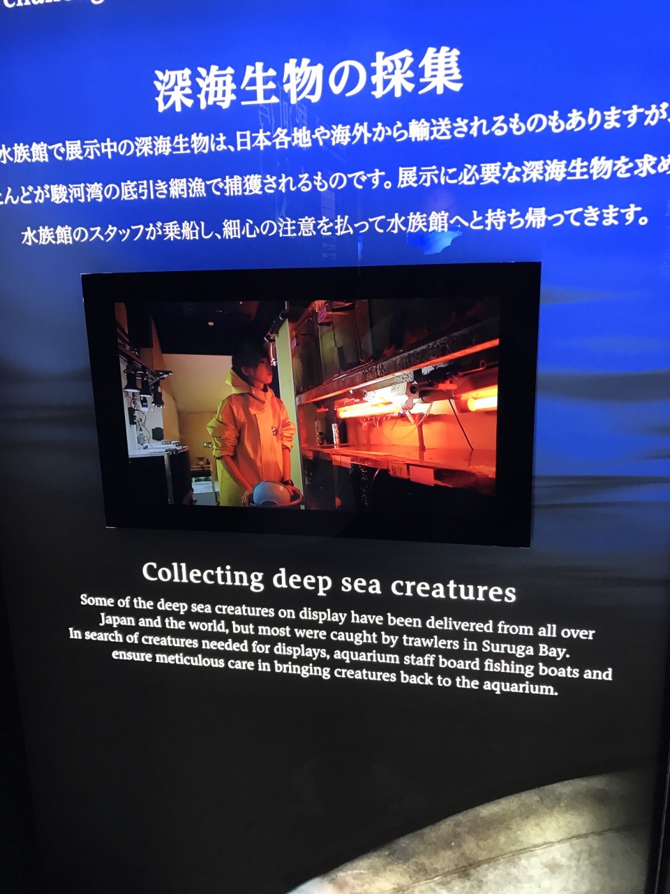 駿河灣深海生物館景點評價 駿河灣深海生物館門票 駿河灣深海生物館優惠 駿河灣深海生物館交通 地址 開放時間 駿河灣深海生物館 附近景點 酒店及美食 Trip Com