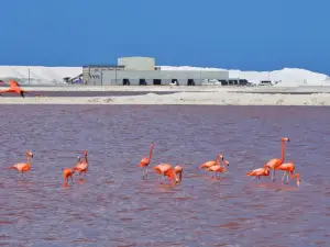 粉紅湖