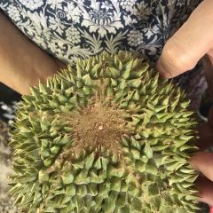 Restoran Terapung Bujang Firefly 여행 사진