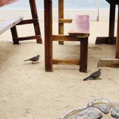 Isis Bungalows and Thai Restaurant User Photo