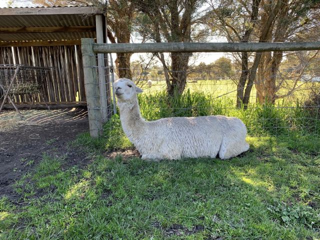 瑪璐考拉和動物公園