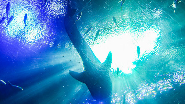 Ocean Street (in the Chimelong Ocean Kingdom)