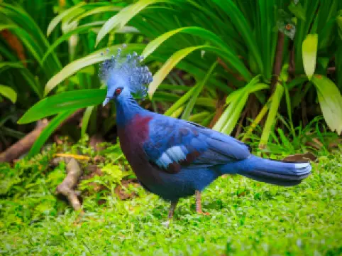 KL バード・パーク