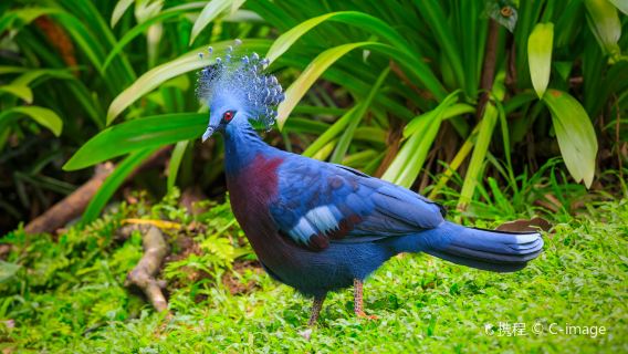 KL Bird Park