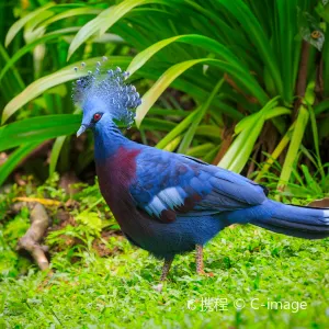 KL Bird Park