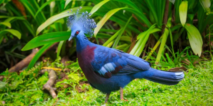 吉隆坡雀鳥公園