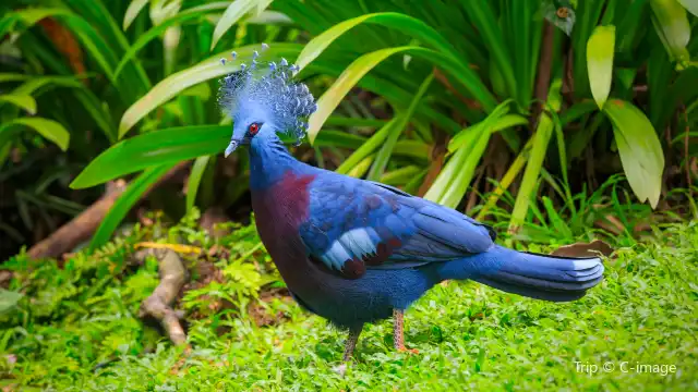 KL Bird Park