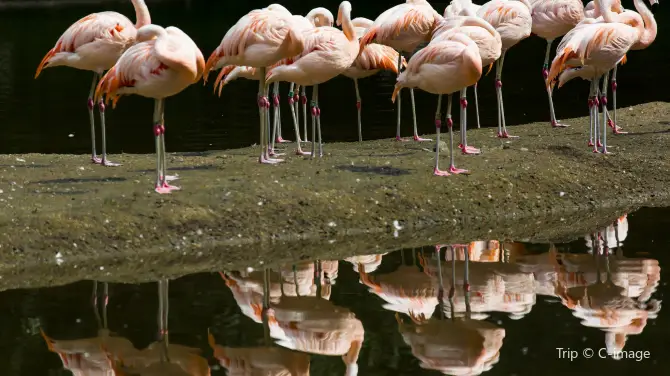 4_Bronx Zoo