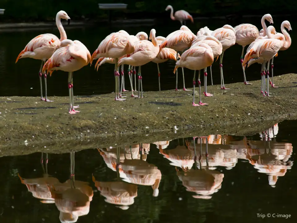 5_Bronx Zoo