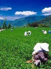 Luye Tourist Tea Garden