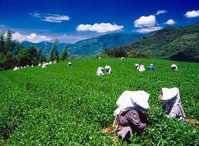 Luye Tourist Tea Garden