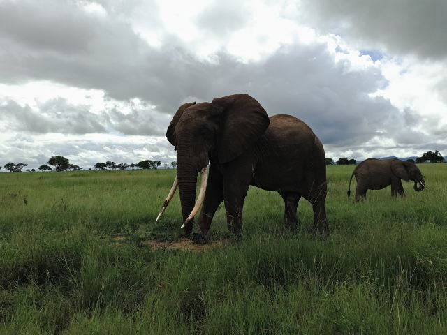 Mikumi National Park