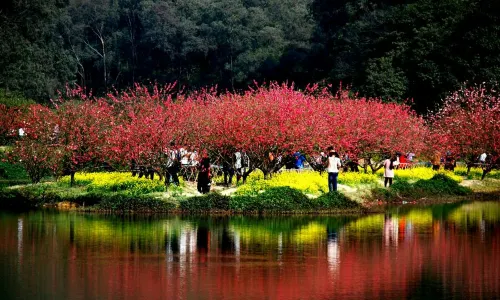 Peach Blossom Valley