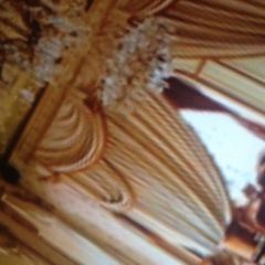 Gerbeaud User Photo