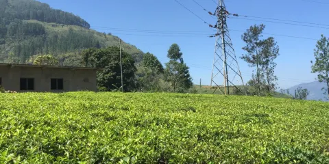 BlueField Tea Restaurant