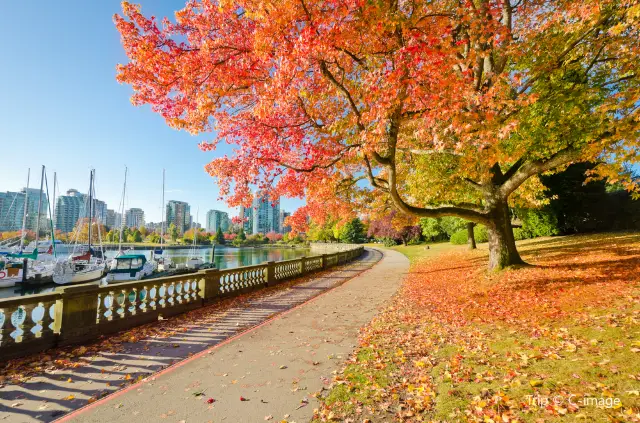 Maple Leaf Viewing in Vancouver