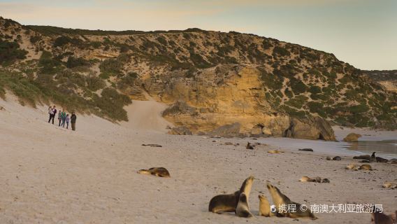 Adelaide Kangaroo Island English one-day tour Seal Bay - Admiral Arch - Remarkable Rocks with Lunch
