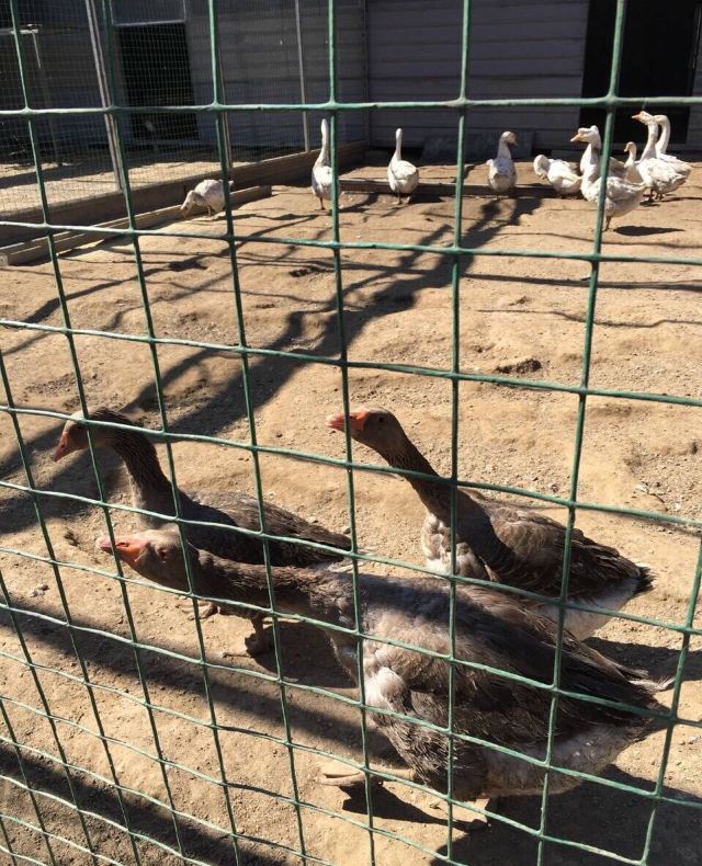 鴕鳥農場