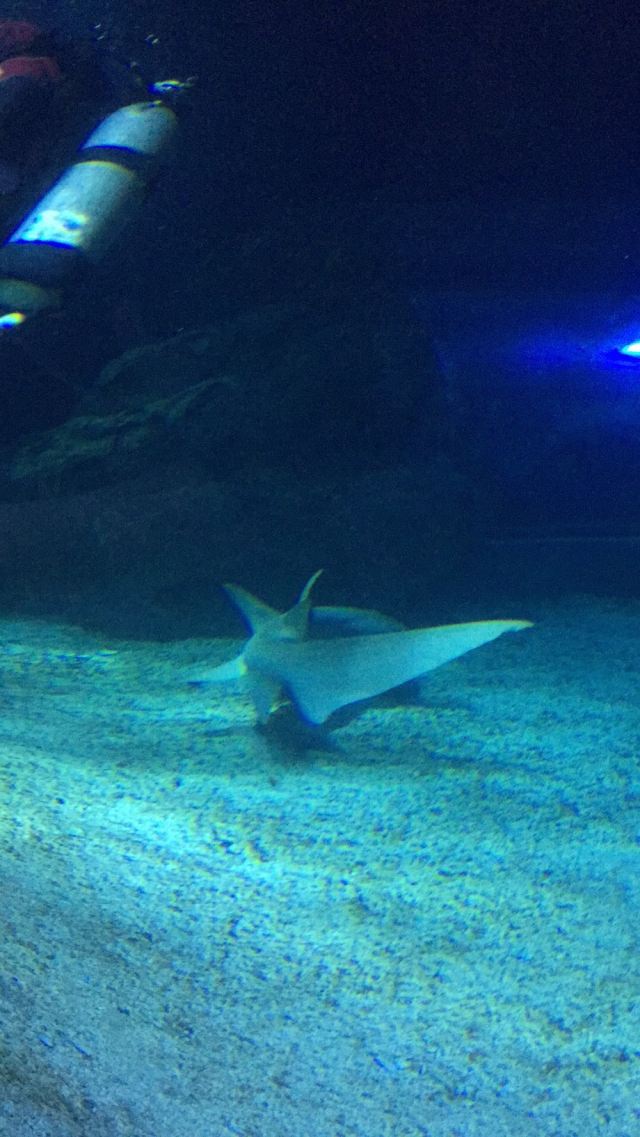 Changfeng Ocean World