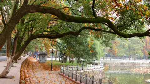 Wuhan University attraction in Wuhan