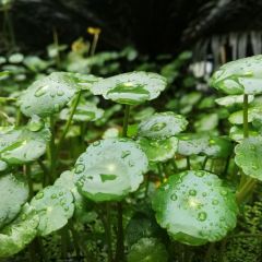 JADE YARD User Photo