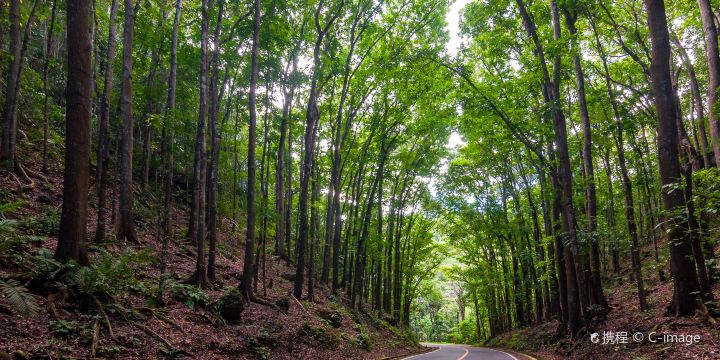 Bilar Man-Made Forest