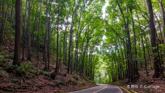 Bilar Man-Made Forest