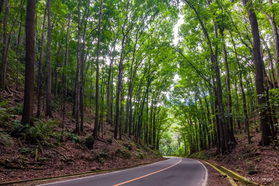 Mahogany Forest