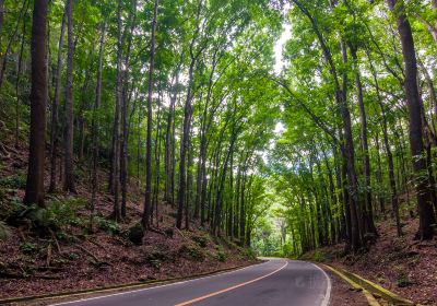 Mahogany Forest