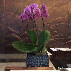 安吉鼎尚驿度假酒店·美娜多环球自助餐厅 User Photo