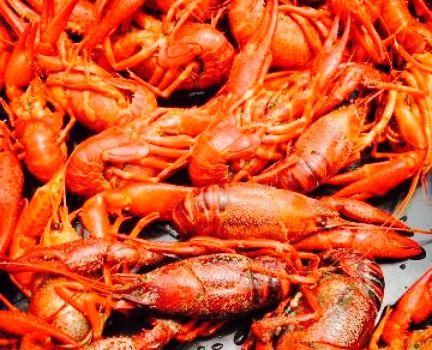HotHeads Crawfish