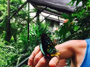 Batchelor Butterfly Farm