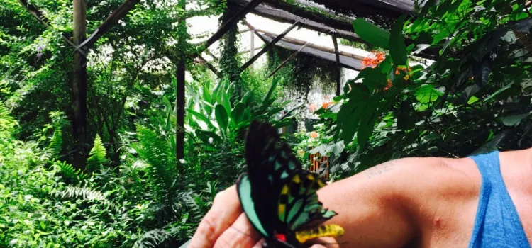 Batchelor Butterfly Farm